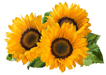 sunflowers