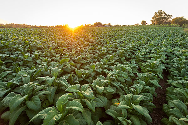 a modern day tobacco field