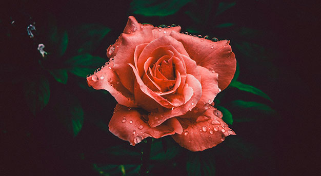 peach-colored rose abhishek gaurav