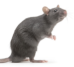 rat