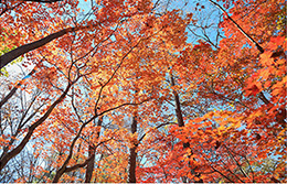autumn