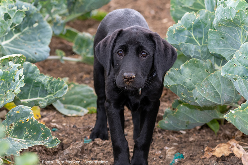 puppy dog wandering through a garden